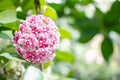 Pink, White and Red flowers of Hoya carnosa or porcelain flower Royalty Free Stock Photo