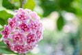 Pink, White and Red flowers of Hoya carnosa or porcelain flower Royalty Free Stock Photo