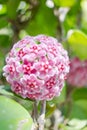 Pink, White and Red flowers of Hoya carnosa or porcelain flower Royalty Free Stock Photo