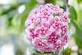 Pink, White and Red flowers of Hoya carnosa or porcelain flower Royalty Free Stock Photo