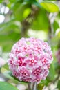 Pink, White and Red flowers of Hoya carnosa or porcelain flower Royalty Free Stock Photo