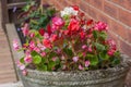 pink, white and red flowers in a rustic old fashioned pot