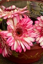 Pink, red, and white variegated flower petals of gerbera daisies Royalty Free Stock Photo