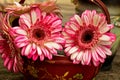 Pink, red, and white variegated flower petals of gerbera daisies Royalty Free Stock Photo