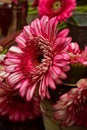 Pink, red, and white variegated flower petals of gerbera daisies Royalty Free Stock Photo