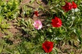 A pink-white and red wild tulips growing in green grass Royalty Free Stock Photo