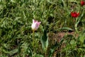 A pink-white and red wild tulips growing in green grass Royalty Free Stock Photo