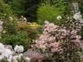 Pink and white rhododendron blooming in garden in washington Royalty Free Stock Photo