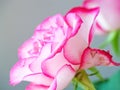 Pink and white romantic rose detail Royalty Free Stock Photo