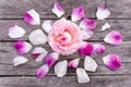 Pink white rose with arranged ornamental petals on a wooden surface, floral top view still life Royalty Free Stock Photo