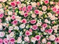 Pink and white rose backdrop Royalty Free Stock Photo