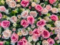 Pink and white rose backdrop Royalty Free Stock Photo