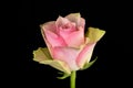Pink and white rose black background Royalty Free Stock Photo