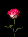 Pink and White Rose on Black Background Royalty Free Stock Photo