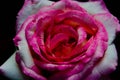 Pink and white rose bloom