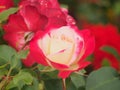 Pink and white rose Bud petals. Flowering plants Royalty Free Stock Photo