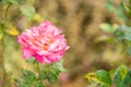 Pink and White Rose Close Up Royalty Free Stock Photo