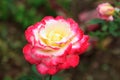 Pink white rose close up Royalty Free Stock Photo