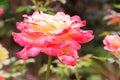 Pink white rose close up Royalty Free Stock Photo