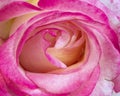 Pink and white rose closeup Royalty Free Stock Photo