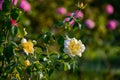 Pink white rose flower blossom macro closeup beauty bloom nature petals floral botany garden park details springtime background Royalty Free Stock Photo