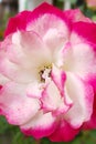 Pink and white rose flower close up in garden #2 Royalty Free Stock Photo