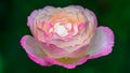 Pink and white rose flower macro Royalty Free Stock Photo