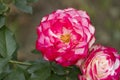 Pink and white rose flower in garden close view Royalty Free Stock Photo