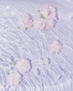 Pink and white rose flowers in water with pastel purple waves. Minimal flat lay nature background. Aesthetic design love copy