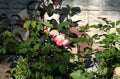 Pink- white rose in the garden. Royalty Free Stock Photo