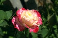 Pink- white rose in the garden. Royalty Free Stock Photo