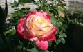 Pink- white rose in the garden. Royalty Free Stock Photo