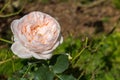 Pink and white rose in the garden wiyh green leaf