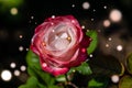 Pink and white rose with glowing fairytale dust Royalty Free Stock Photo