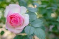 Pink and white rose on the left side of the frame. close-up. blu