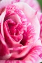 Pink and White Rose Petal Macro Royalty Free Stock Photo