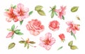 Pink white rose vintage azalea lily flowers set isolated on white background. Watercolor colored pencil illustration. Royalty Free Stock Photo