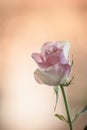 Pink and white rose at a weddin ceremony.. Royalty Free Stock Photo