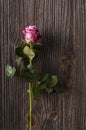 Pink and white rose on a wooden background.