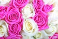 White pink rose flower love wedding romance valentine gift romantic roses petal arrangement marriage anniversary bridal petals 