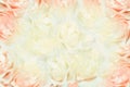 Pink and white roses background Royalty Free Stock Photo