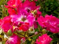 Pink and white roses blooming