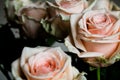 Pink and white roses closeup. Bouquet of fresh flowers