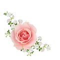 Pink and white roses isolated