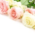 Pink and white roses lie on the surface at the top with space for text on a white background