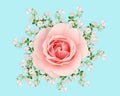 Pink and white roses on pastel blue Royalty Free Stock Photo