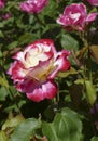 Pink and white roses in a Seattle home garden Royalty Free Stock Photo