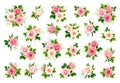 Pink and white roses. Set of vector design elements Royalty Free Stock Photo