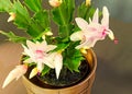 Pink, white Schlumbergera, Christmas cactus or Thanksgiving cactus flowers, in a brown flower pot, close up, bokeh background Royalty Free Stock Photo