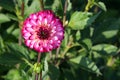 pink and white small-flowered pompom dahlia. summer bloom Royalty Free Stock Photo